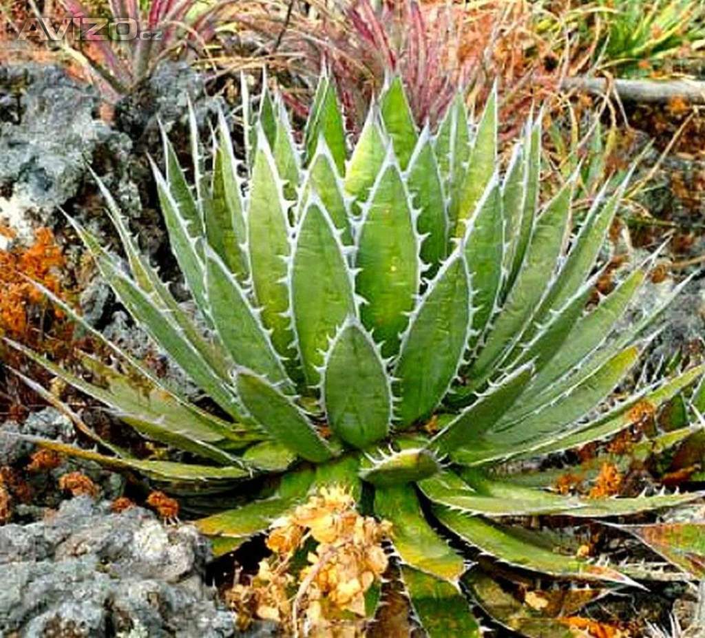 Sazenice Agave horrida subsp. horrida Mexcalmetl
