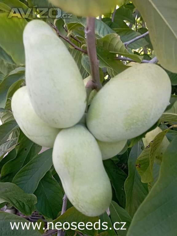 Asimina Triloba stratifikované semeno