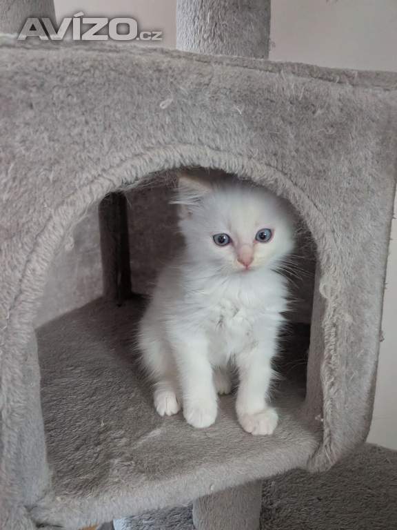 Foto inzerátu Koťata Ragdoll bez PP 