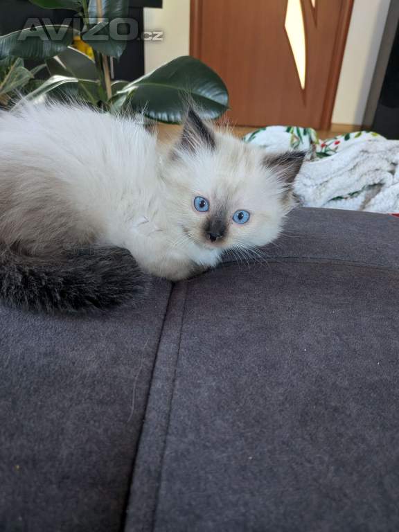 Foto inzerátu Koťata Ragdoll bez PP 