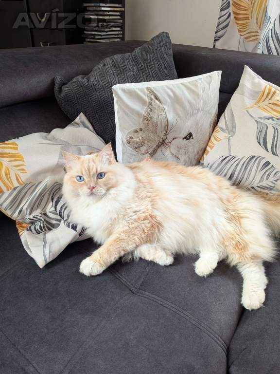 Foto inzerátu Koťata Ragdoll bez PP 