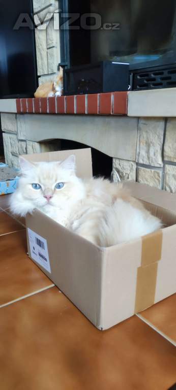 Foto inzerátu Koťata Ragdoll bez PP 