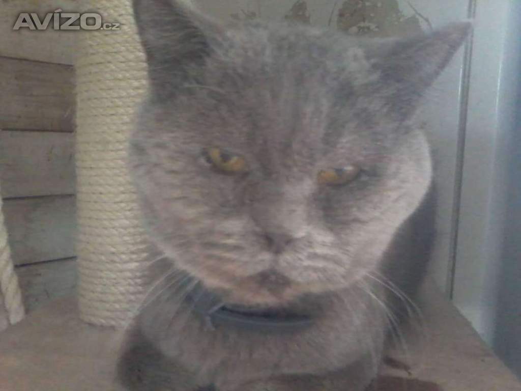 Foto inzerátu Koťata bez pp