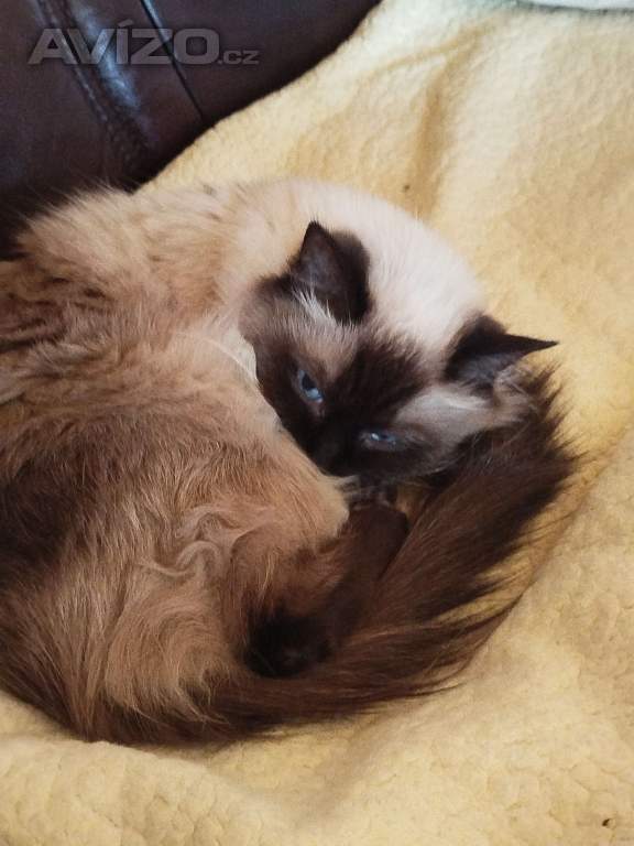 Ragdoll 