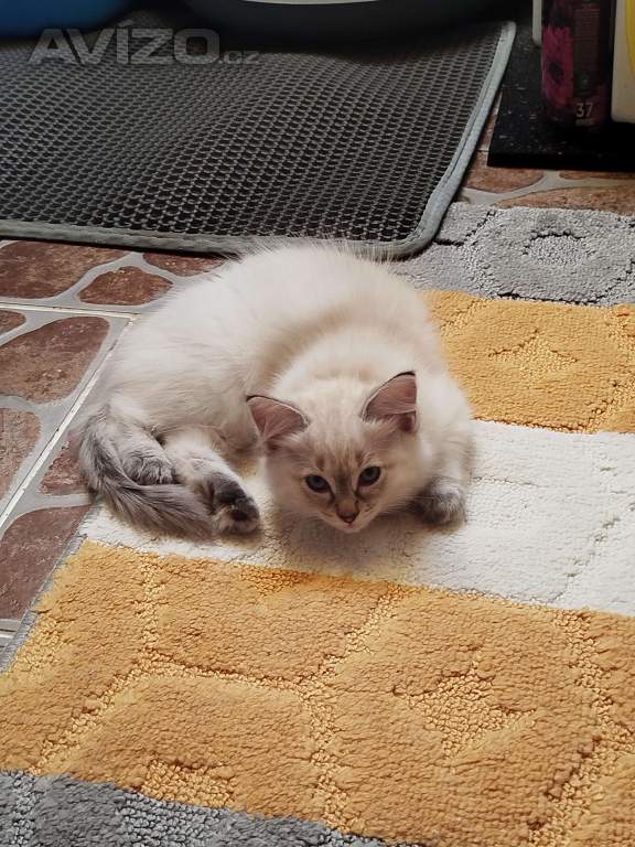 Foto inzerátu Ragdoll 