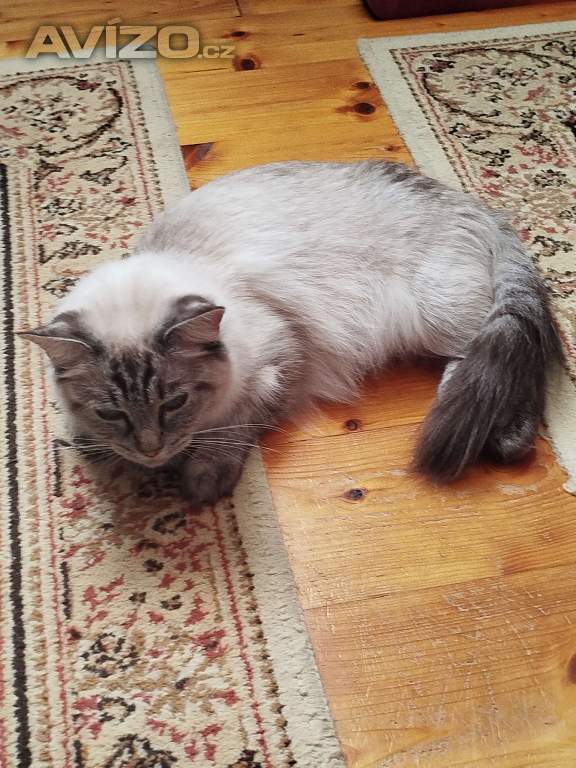 Foto inzerátu Ragdoll 