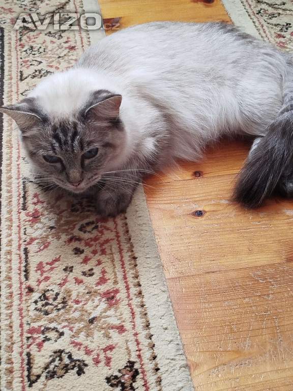 Foto inzerátu Ragdoll 