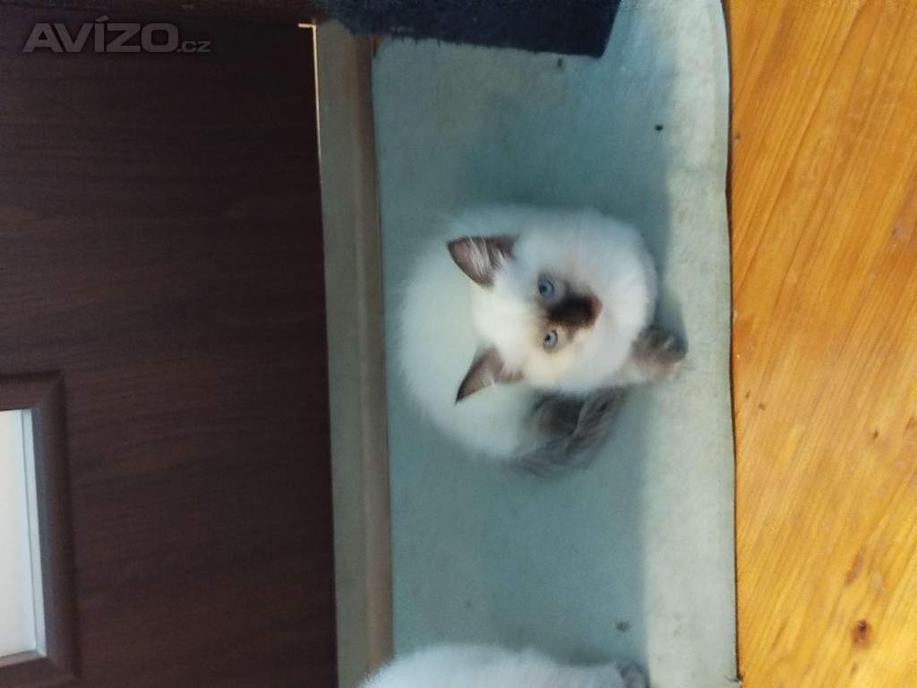 Foto inzerátu Ragdoll 
