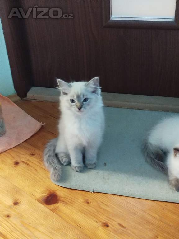Foto inzerátu Ragdoll 