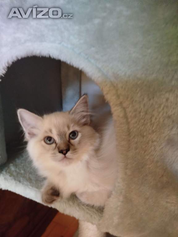 Foto inzerátu Ragdoll 