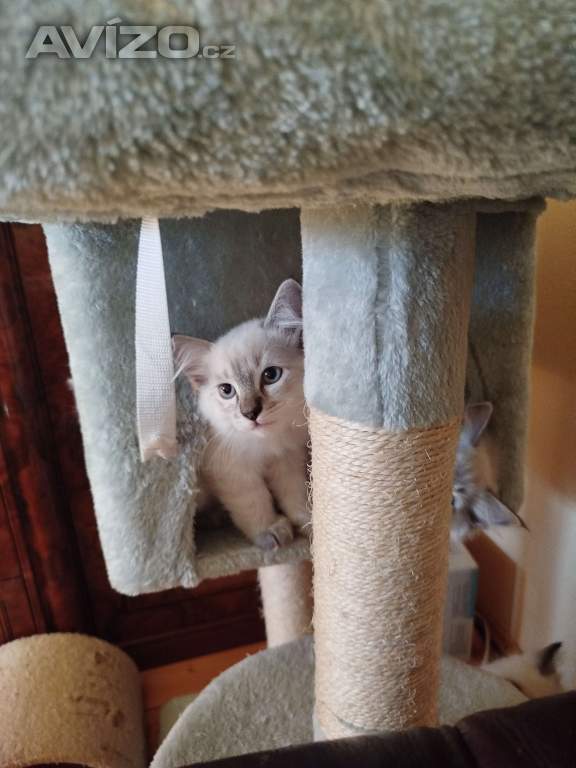 Foto inzerátu Ragdoll 