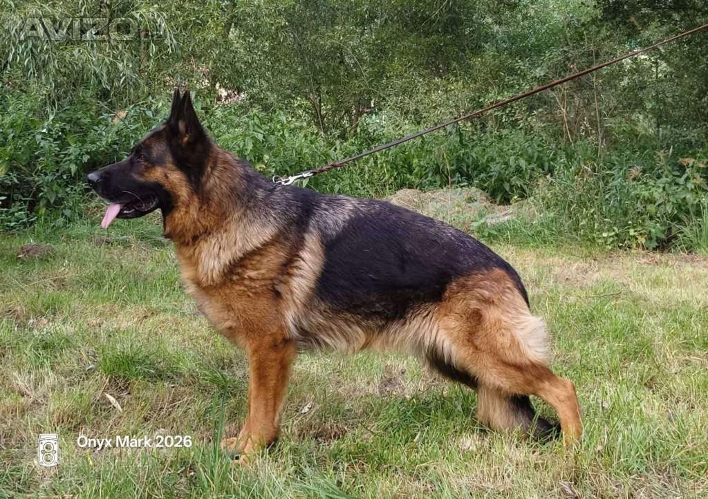 Foto inzerátu Německý ovčák - štěňátka s PP