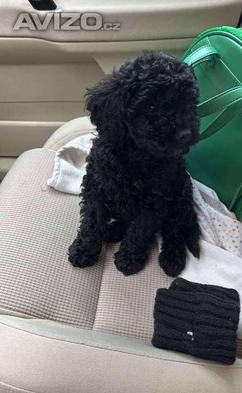 Foto inzerátu Cavapoo 