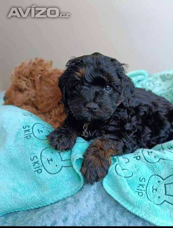 Foto inzerátu Cavapoo 
