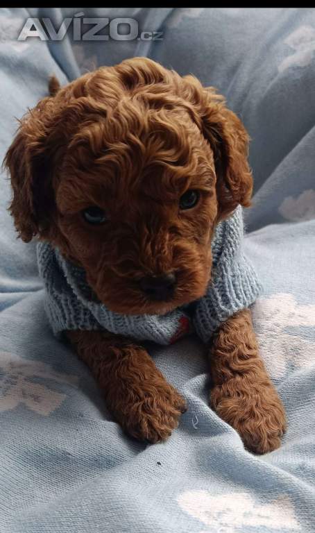 Cavapoo 