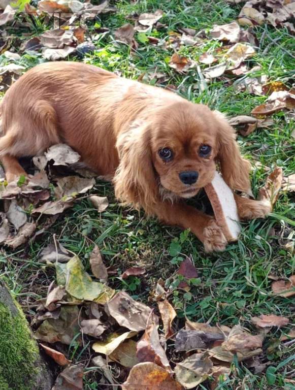 Foto inzerátu Cavapoo 