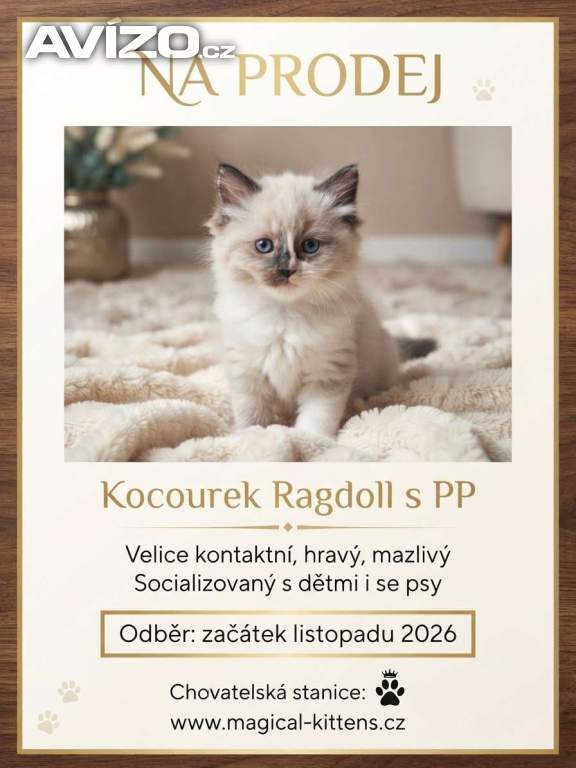 Koťátko Ragdoll s PP