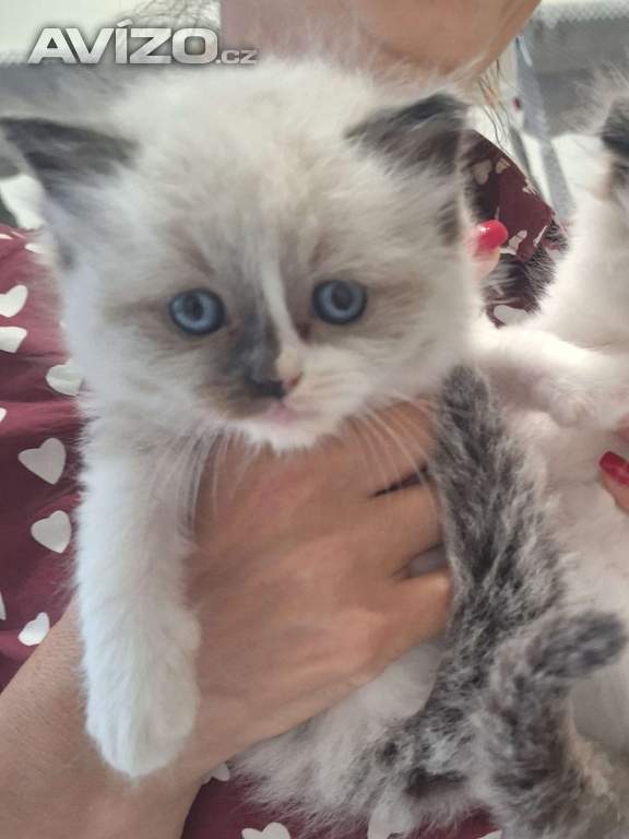 Foto inzerátu Koťátko Ragdoll s PP