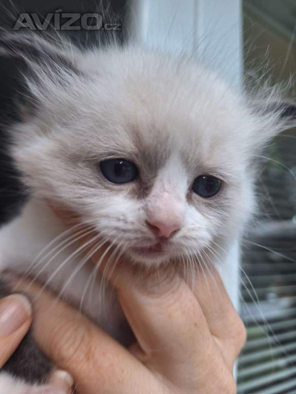 Foto inzerátu Koťátko Ragdoll s PP