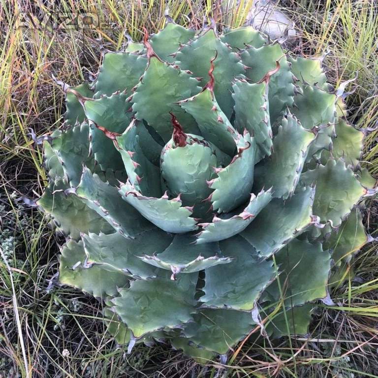 Agave nussaviorum - semena