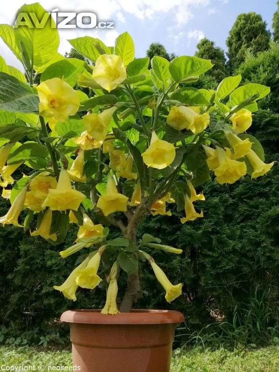 Řízek Brugmansia Goldface - Andělská trumpeta