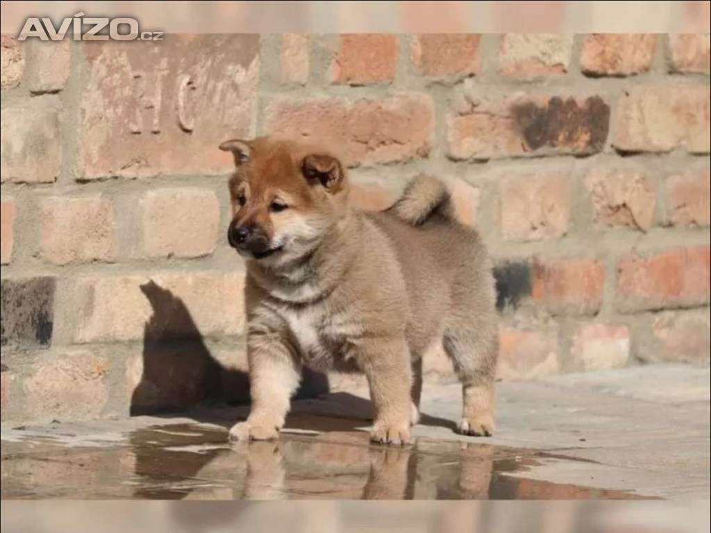 Kupte si štěňata plemene Shiba-inu.