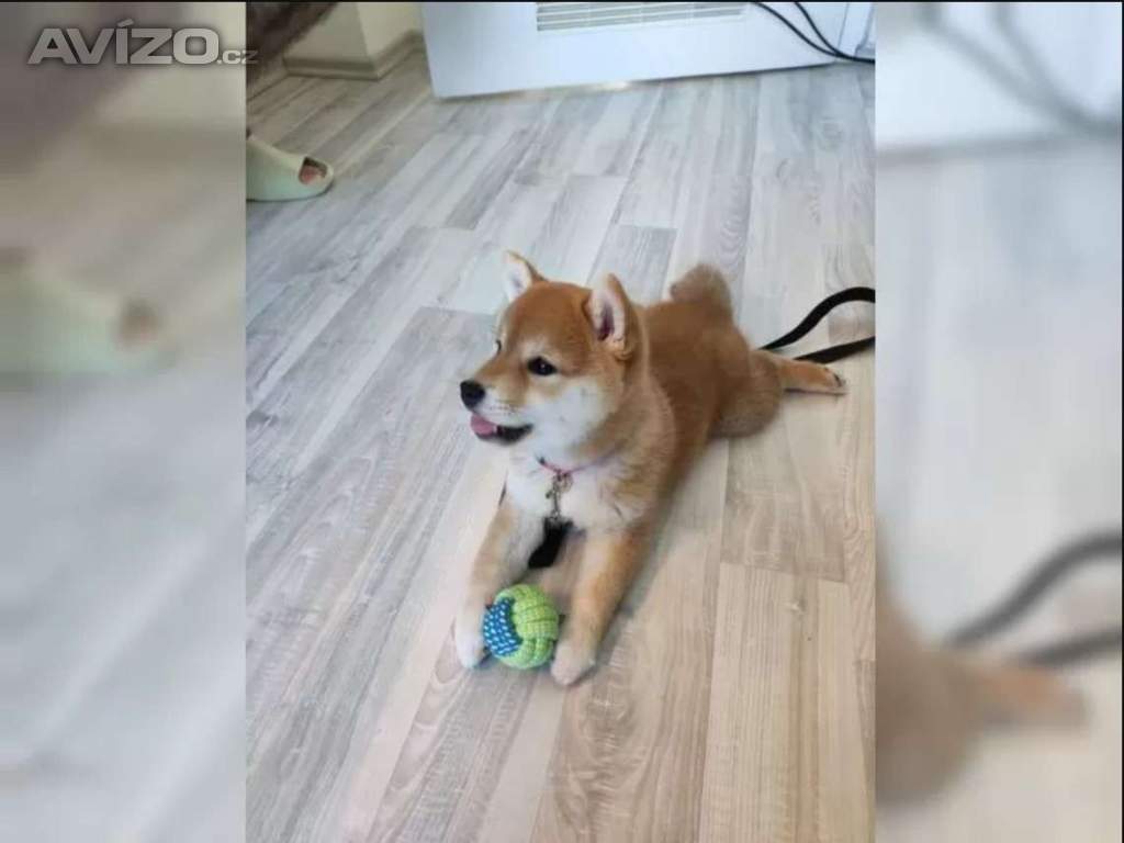 Foto inzerátu Kupte si štěňata plemene Shiba-inu.