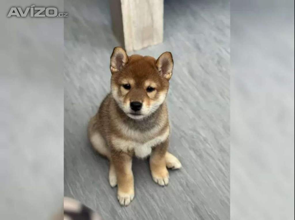 Foto inzerátu Kupte si štěňata plemene Shiba-inu.