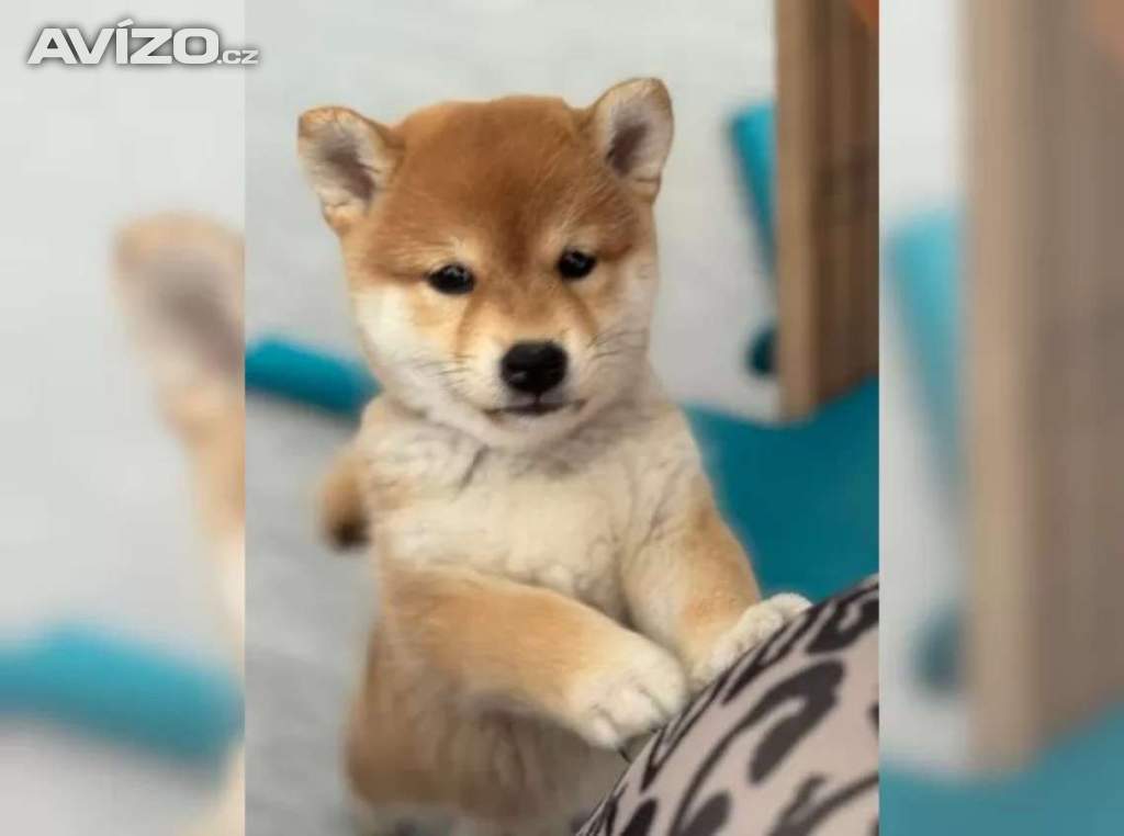 Foto inzerátu Kupte si štěňata plemene Shiba-inu.
