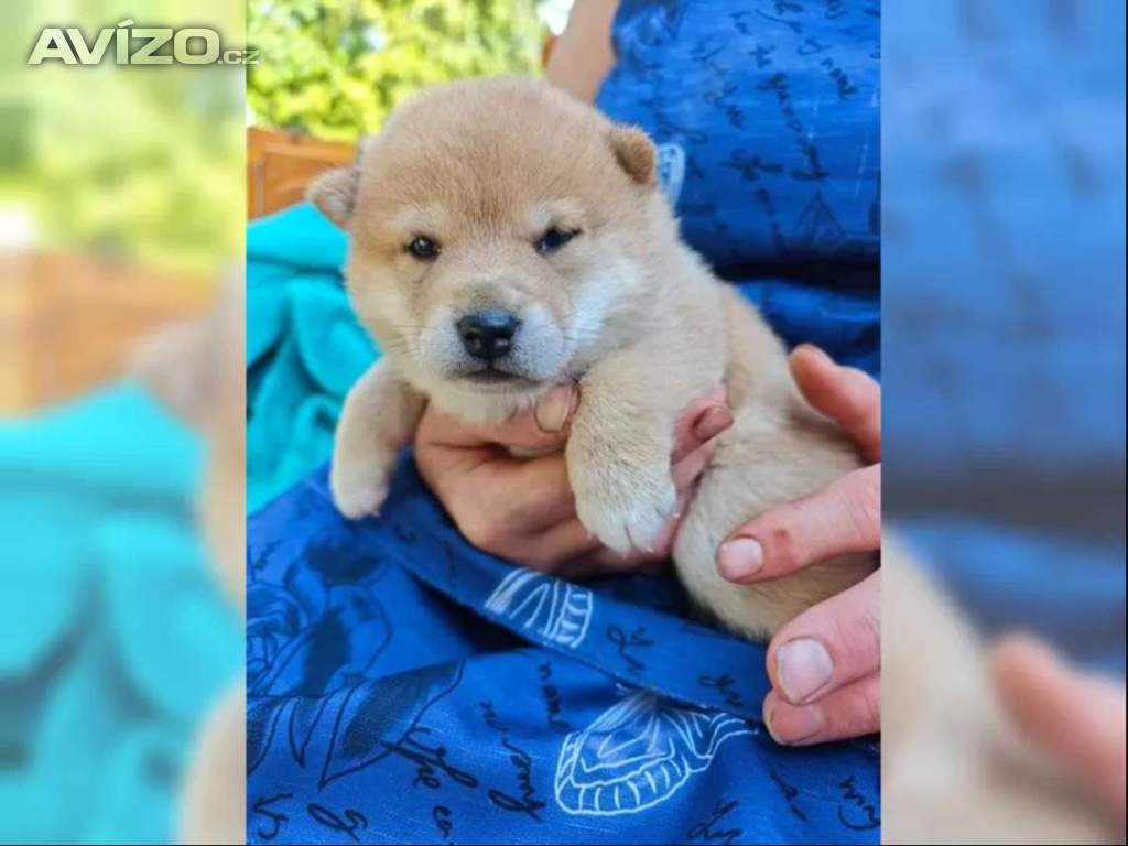 Foto inzerátu Kupte si štěňata plemene Shiba-inu.