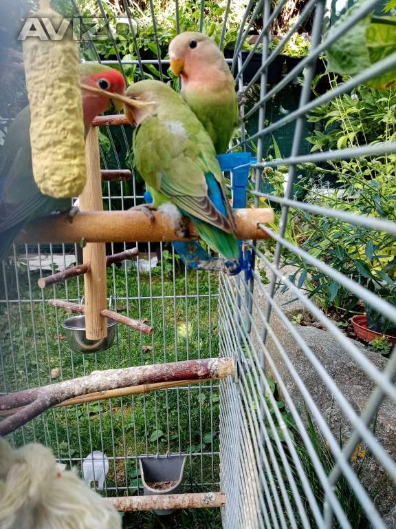 Foto inzerátu papoušík růžovohrdlý (Agapornis roseicollis)