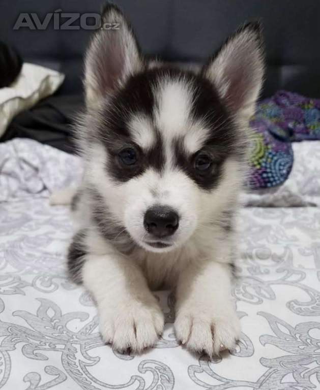 Sibiřský husky štěňátka