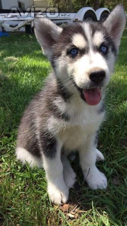 Foto inzerátu Sibiřský husky štěňátka