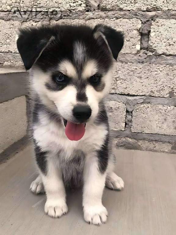 Foto inzerátu Sibiřský husky štěňátka