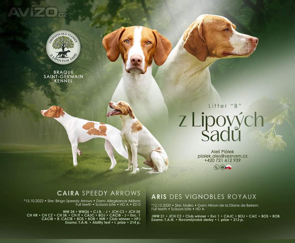 Foto inzerátu Saint-Germainský ohař