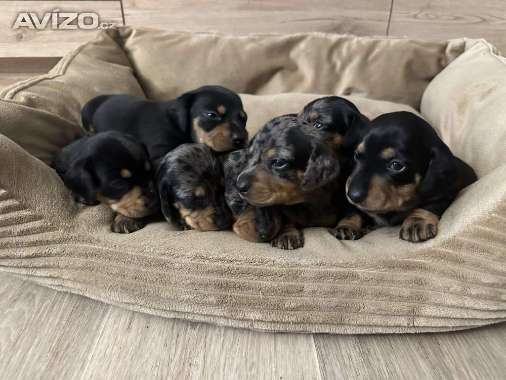Foto inzerátu Jezevčík hladkosrstý 