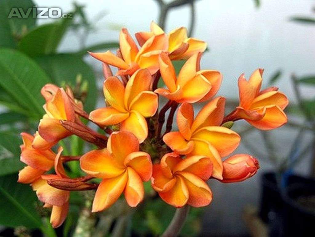 Plumeria Frangipani Orange - semena