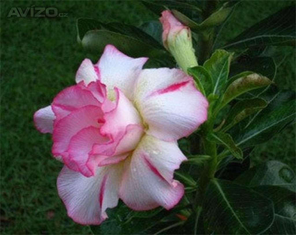 Adenium obesum amazing thailand - semena