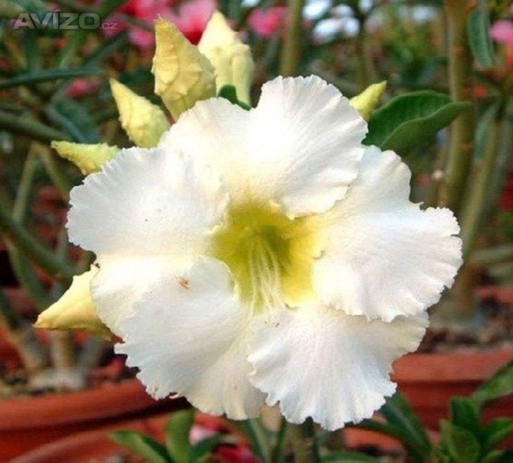 Adenium obesum arctic snow - semena