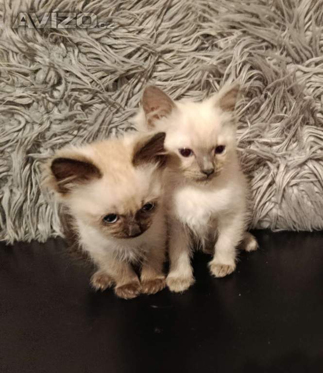 Ragdoll koťátka