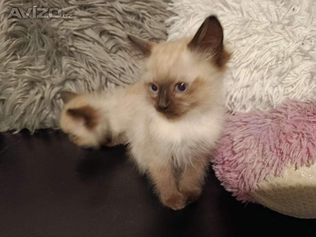 Foto inzerátu Ragdoll koťátka