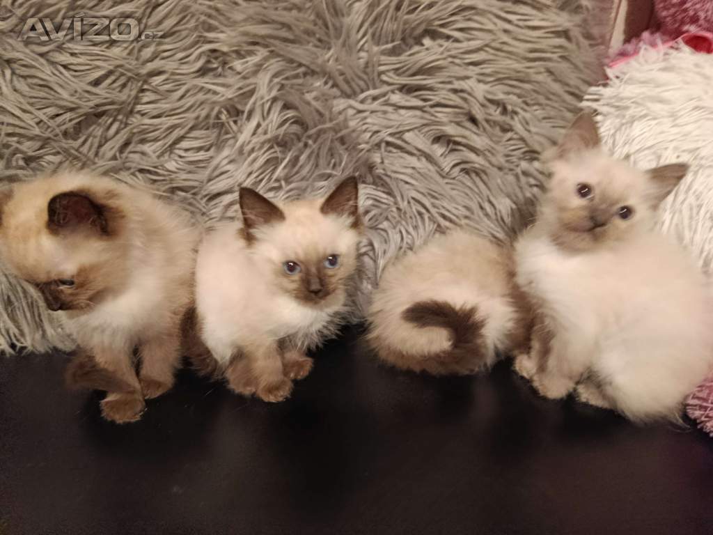 Foto inzerátu Ragdoll koťátka