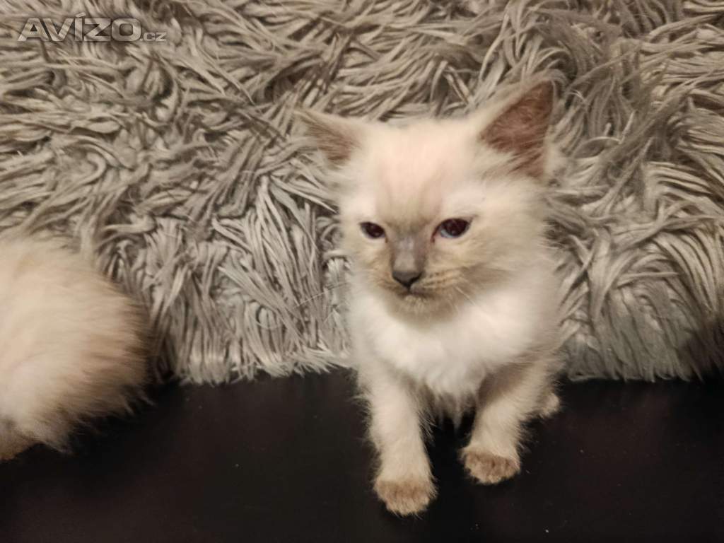 Foto inzerátu Ragdoll koťátka