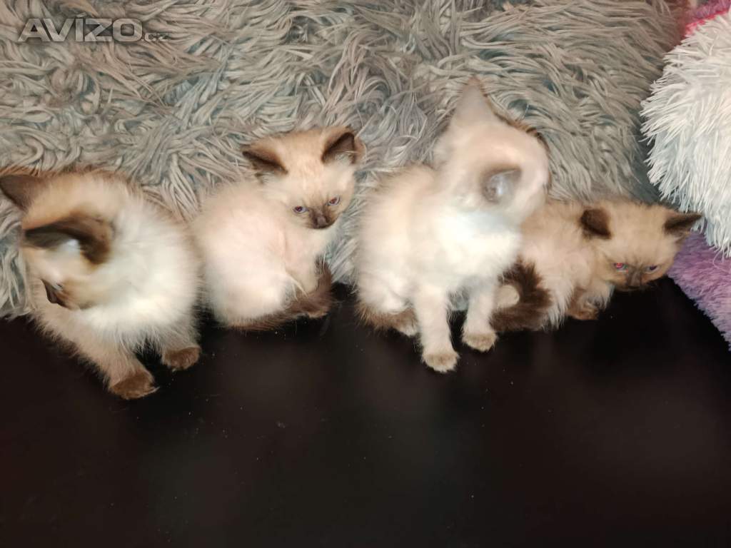 Foto inzerátu Ragdoll koťátka