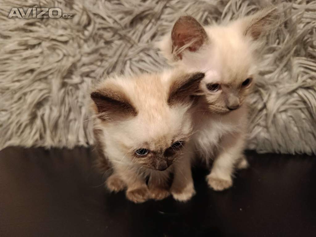 Foto inzerátu Ragdoll koťátka