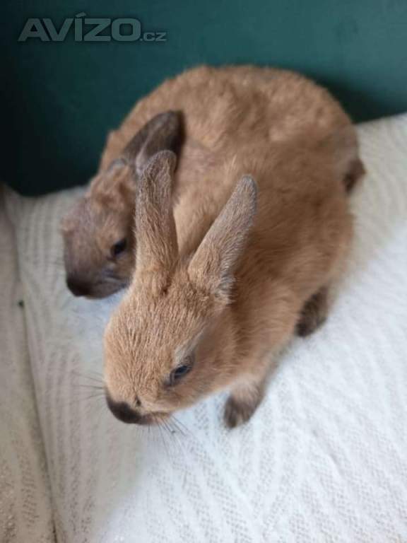 Králík 