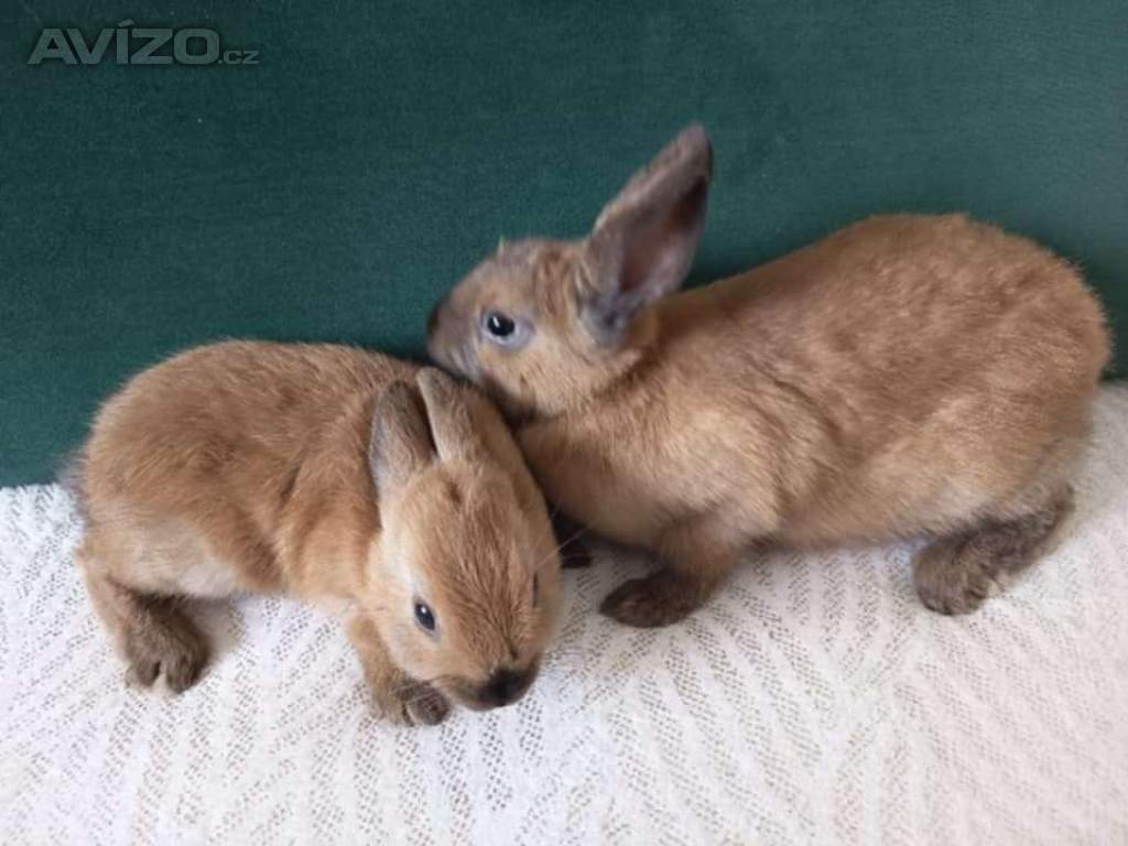 Foto inzerátu Králík 