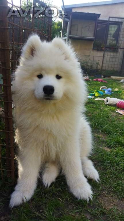Samojed - štěňátka s PP 