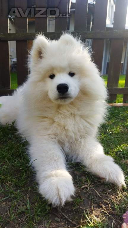 Foto inzerátu Samojed - štěňátka s PP 