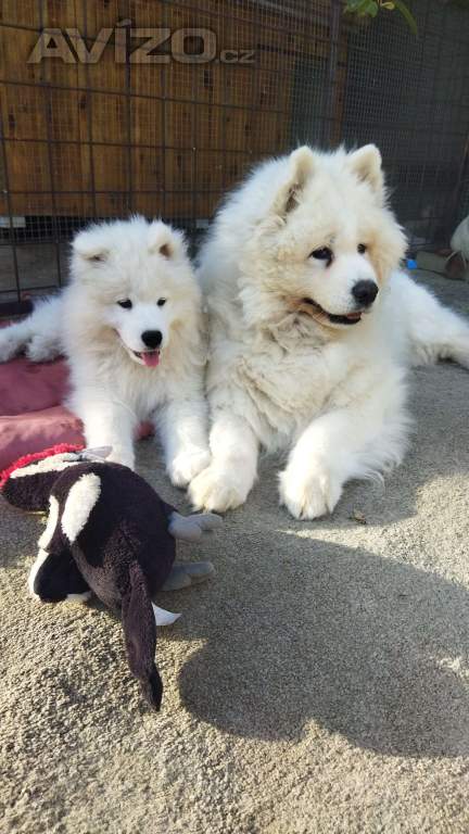 Foto inzerátu Samojed - štěňátka s PP 